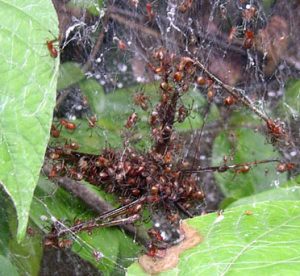 Nhện ăn cùng nhau thì ở cùng nhau